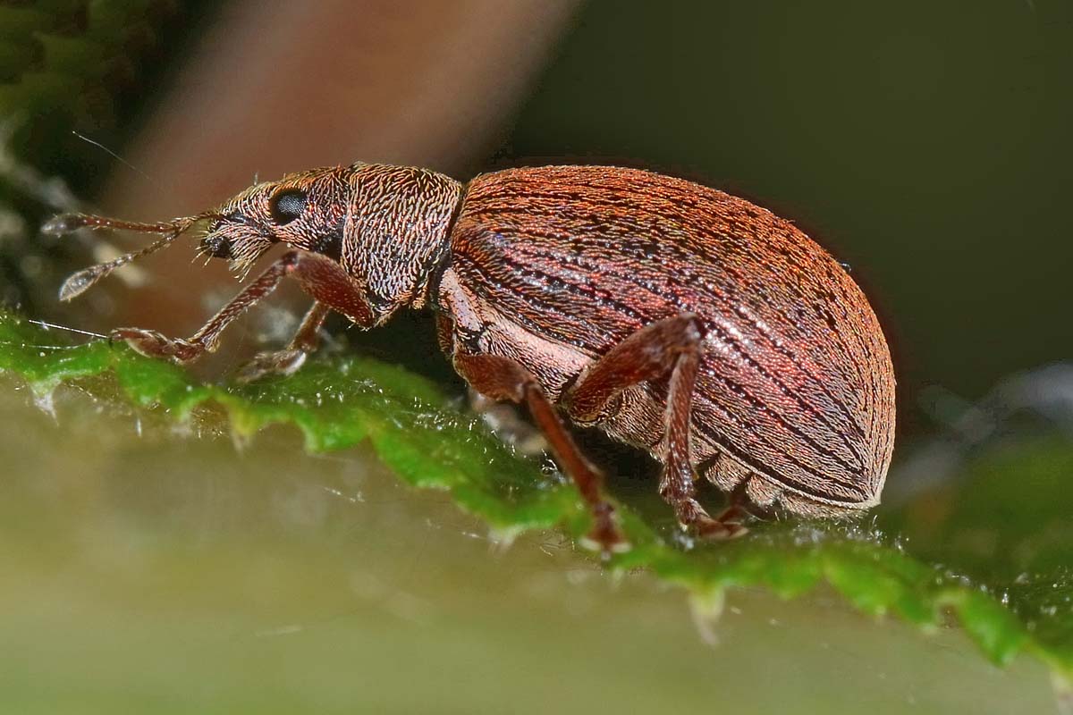 Polydrusus mollis - Curculionidae